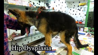 Hip dysplasia in dogs  HIP DYSPLASIA  Hip dysplasia treatment [upl. by Magner]