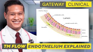 Endothelium Explained [upl. by Eenaej381]