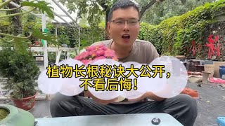 植物长根秘籍大揭秘不看后悔 [upl. by Nova]