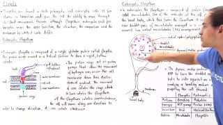 Prokaryotic vs Eukaryotic Flagella [upl. by Binny]