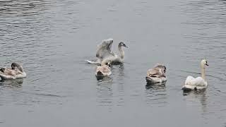 20241108 LJUBLJANA Špica PASSERIFORMES Passer domesticus DOMAČI VRABEC [upl. by Alroy]