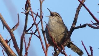 Bewicks Wren [upl. by Ayekehs700]