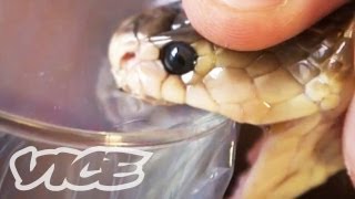 Getting High Injecting Snake Venom [upl. by Harlow]