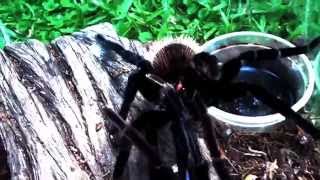 Mating the Amazon blue bloom tarantula  Xenesthis intermedia [upl. by Daitzman865]