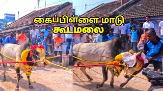 Gudamalai Kaipullai Kalai  Gudamalai Jallikattu [upl. by Llewon853]