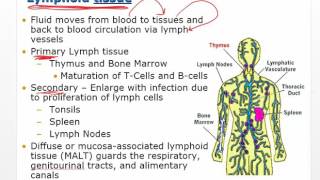 Chapter 11 Video Disorders of Leukocytes [upl. by Ttreve]