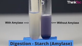 Digestion  Starch Amylase  Class 10 Experiential Activity [upl. by Durrace]