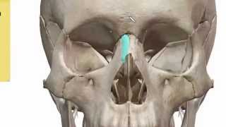 Facial Bones  Bones of Skull 2 of 2  عظام الجمجمة  Hassan Auf [upl. by Theda643]