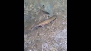 Small Steam Fly Fishing Oct 2019 Pt 2 sightfishing [upl. by Aivatahs]