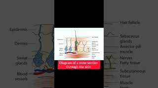 Cross section through the skin [upl. by Emmett448]