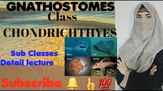 GNATHOSTOMES CLASS CHONDRICHTHYES Subclass ElasmobranchiiSharksRaysHolocephaliRatfishes [upl. by Trabue]