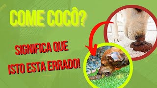 CACHORRO COME COCÔ POR ESTES 4 Motivos  Como acabar com a Coprofagia dos cães [upl. by Shadow]