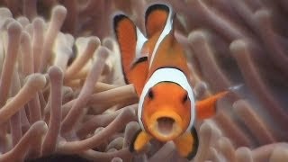 Symbiosis amp Anemonefish  Reef Life of the Andaman  Part 18 [upl. by Coumas]