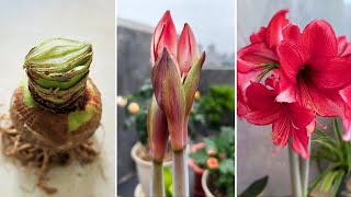 Getting Amaryllis to Dormancy and Bloom on Holidays  Amaryllis Fall and Winter Care Turn on CC [upl. by Sheedy612]