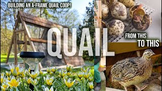 EVERYTHING QUAIL INCUBATING HATCHING BUILDING AFRAME QUAIL COOP amp MOVING OUTSIDE [upl. by Atinahc]