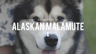 ALL ABOUT ALASKAN MALAMUTES THE HEAVY DUTY SLED DOG [upl. by Meuser]