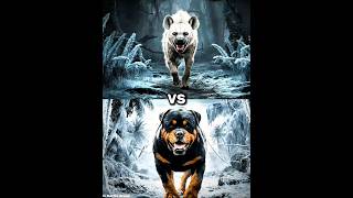 Hyena vs Rottweiler vs Animals  Labrador Wolf Black panther Husky Polar bear German shepherd [upl. by Ponton]