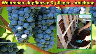 Weinrebe im Kübel auf Balkon pflanzen amp pflegen  Standort Gießen DüngenSubstrat Überwintern [upl. by Xanthe279]