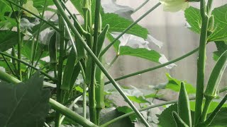 Tips in Okra farming [upl. by Cavan]