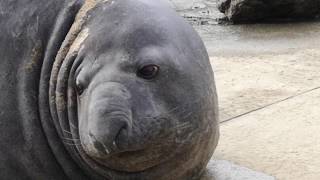 Whakatane Elephant seal Momoa [upl. by Ihp]