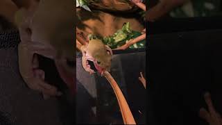 getting attacked by my whites tree frogs pets frogs frog animals funny funnypets funnyanimals [upl. by Friedrick419]