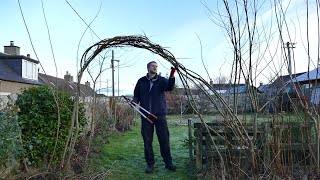 Pruning Willow Arches And Pollarding 2021 [upl. by Lilllie108]