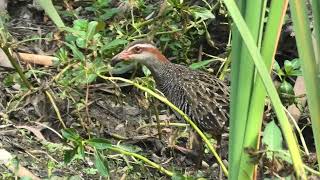 Buffbanded Rail 27 [upl. by Nickolaus]