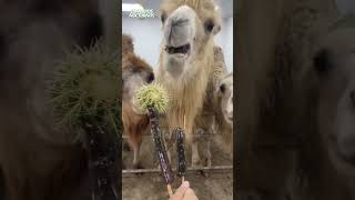 Camellos comen CACTUS 🐫🌵 camellos comiendo cactus [upl. by Romney]