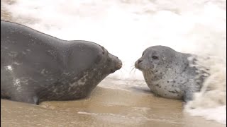 Baby Seal Gets Slammed By Wave [upl. by Liz]