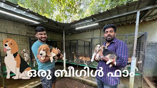 A quality beagle dog farm ❤️ dog farm kerala  Trivandrum beagle dog farm [upl. by Mordy]