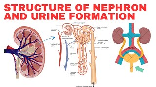 Explain the structure of Nephron and urine formation [upl. by Alarick595]