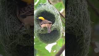 Birds Skill of Making Nest [upl. by Arsuy]