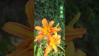 원추리 원추리 Hemerocallis fulva [upl. by Htesil287]