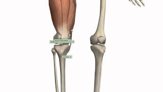 Muscles of the Thigh Part 1  Anterior Compartment  Anatomy Tutorial [upl. by Kisor]