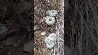 Lophophora williamsii thriving in habitat thanks to the help of some nurse plants 🌵😍 [upl. by Bez]