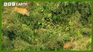 Mother Tiger Hunts to Feed Cubs  Asia  BBC Earth [upl. by Lazar716]