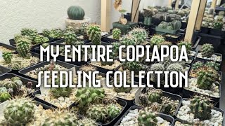 My entire Copiapoa seedling quotcollectionquot  36 different Copiapoa quotvarietiesquot [upl. by Liz]