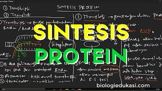 Sintesis Protein [upl. by Hackathorn924]