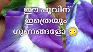 ശംഖുപുഷ്പം കൊണ്ട് ഇതൊക്കെ ചെയ്യാൻ ആകുമോbutterflypea flower cream butterflypea antiagingfacemask [upl. by Enirod713]