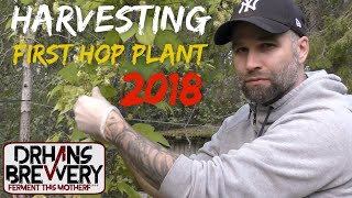 Harvesting My First Hop Plant  Growing hops at home part 7 [upl. by Aimej]