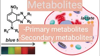 Metabolitesprimary metabolite and secondary metabolite [upl. by Yevad]