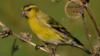 ΛΟΥΓΑΡΟCarduelis Spinus spinus 2017 [upl. by Asecnarf]