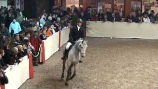 ♂ Norton dEole jumping stallion SF by Cento [upl. by Eisset]