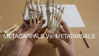 METACARPALS Vs METATARSALS [upl. by Giavani]