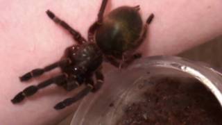 Ephebopus cyanognathus wmv [upl. by Nauqed]