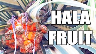 HALA FRUIT REVIEW Pandanus  Screwpine  Weird Fruit Explorer in The Seychelles [upl. by Ebaj]