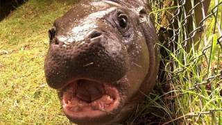 Get up close up to our baby pygmy hippo [upl. by Skilken]