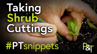 How to Take Shrub Cuttings PTsnippet [upl. by Obed]