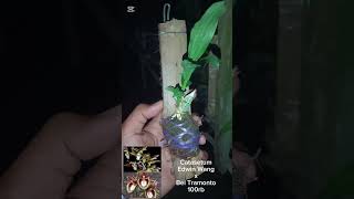 Catasetum 100rb aja catasetum Anggrek farming dendrobiumkeriting farming anggrekdendro [upl. by Airdnassac423]