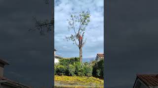 La taille dun arbre avec une tronço climbing brochet bouldering chainsawman [upl. by Ahseit727]